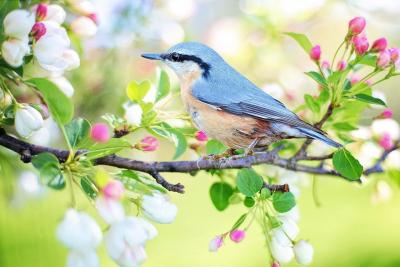 Tip bij vogels