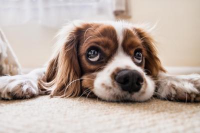 hondje.jpg hondje.jpg