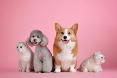 pets-3715733_1920.jpg pets-3715733_1920.jpg