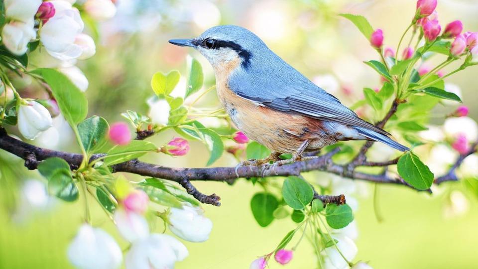 Tip bij vogels